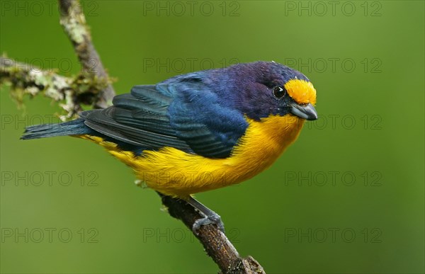 Euphonia violacea (Euphonia violacea)