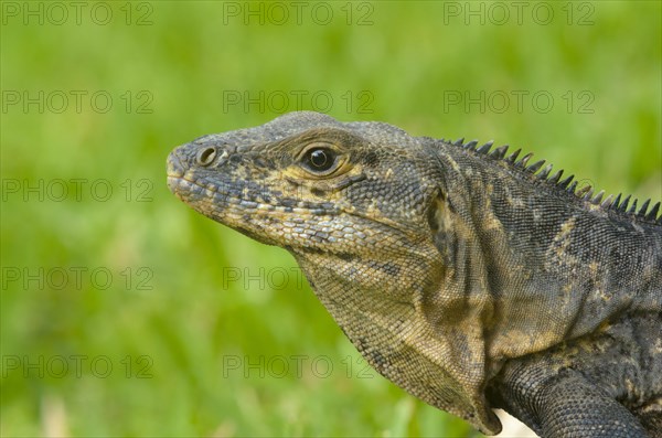 Black Iguana (Ctenosaura similis)