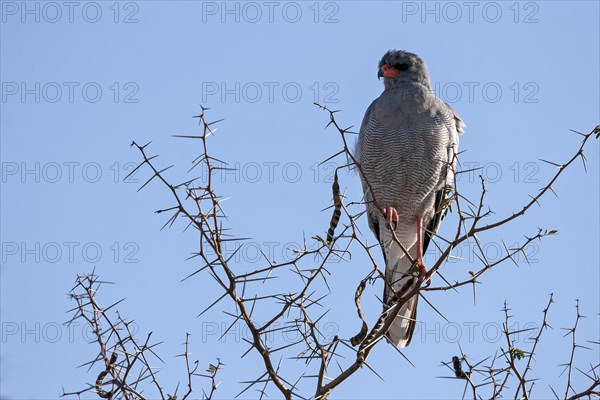 Eastern chanting goshawk (Melierax poliopterus) sitting on a dry acacia tree