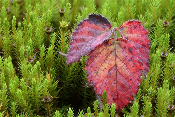 Autumn leaves of the blackberry (Rubus fruticosus)