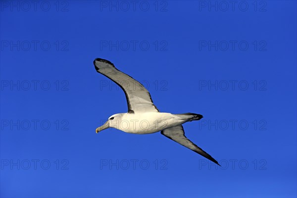 Shy albatross (Thalassarche cauta)