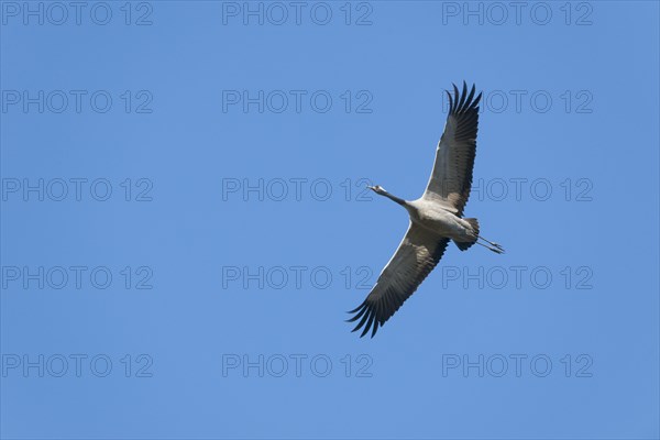 Crane (Grus grus) in flight