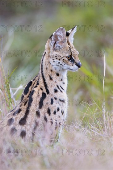 Serval (Leptailurus serval)