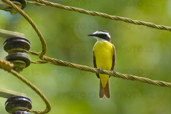 Great Kiskadee (Pitangus sulphuratus) perched on a power line