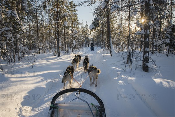 Sledging with a dog sledge