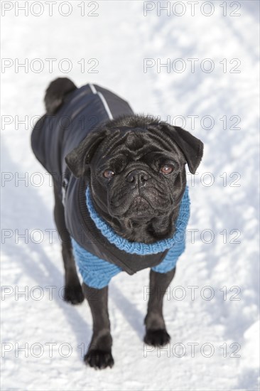 Black Pug in sweater and coat in the snow