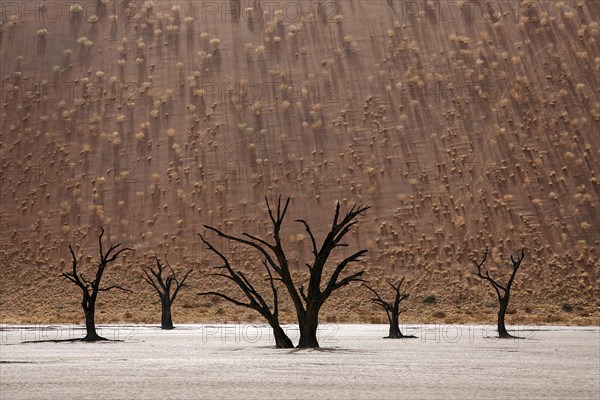 Dead Camel thorn trees (Vachellia erioloba)