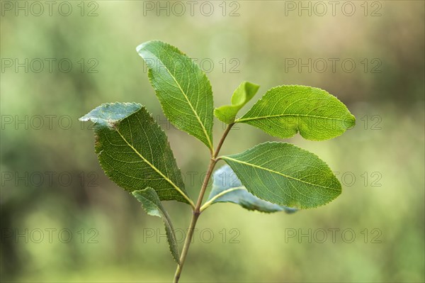 Khat plant