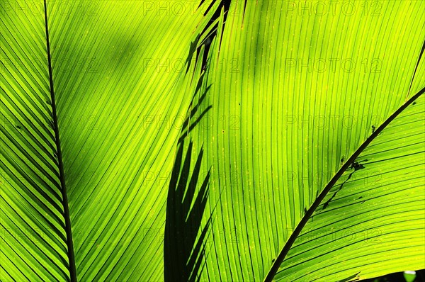 Palm leaves