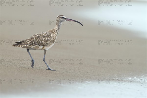 Whimbrel (Numenius phaeopus) on the beach