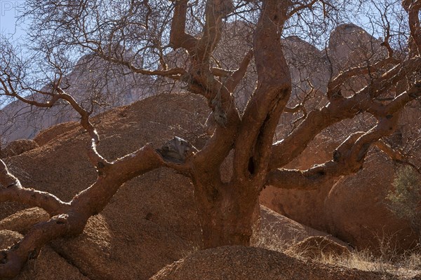 Blue-leaved corkwood (Commiphora glaucescens)