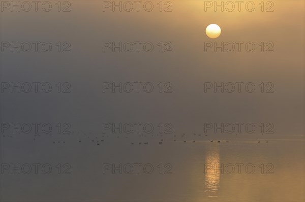 Sunrise above a lake with resting birds in the fog