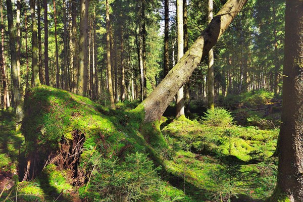 Uprooted spruce (Picea abies) after a storm