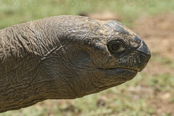 Aldabra giant tortoise (Aldabrachelys gigantea)