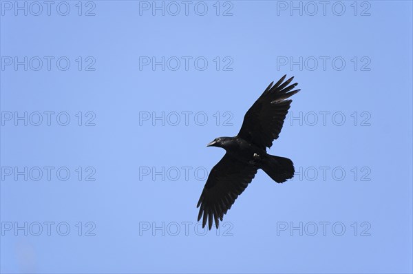 Common raven (Corvus corax) in flight
