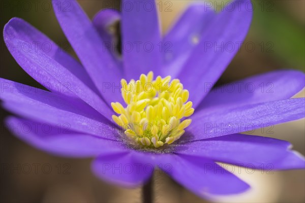 Balkan Anemone (Anemone blanda)