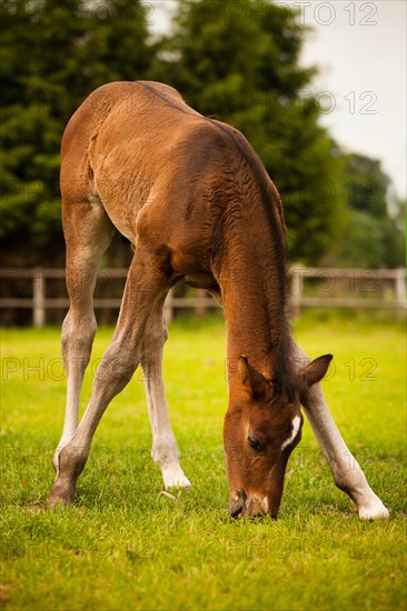 Brown foal