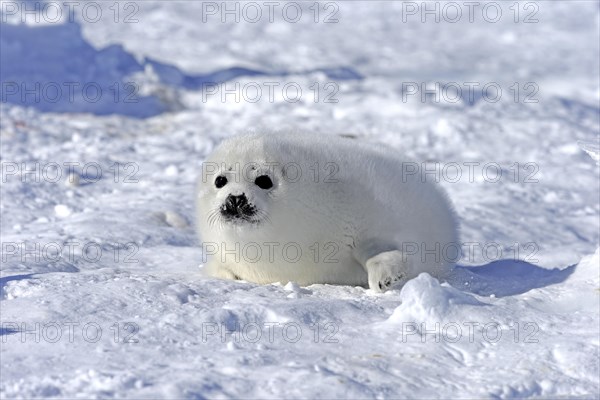 Harp Seal or Saddleback Seal (Pagophilus groenlandicus