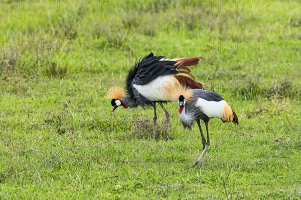 Grey Crowned Cranes (Balearica regulorum)