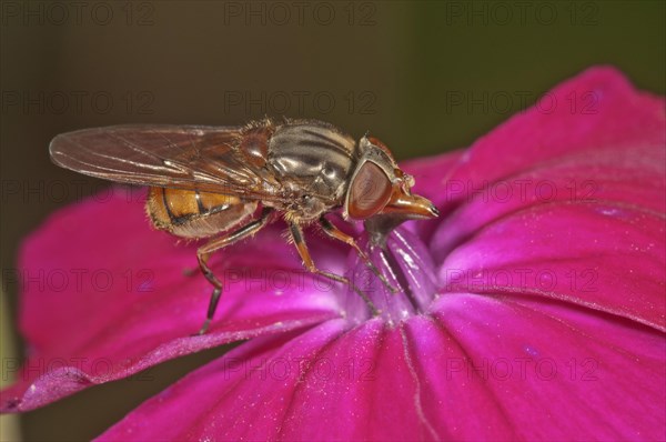 Rhingia campestris hoverfly