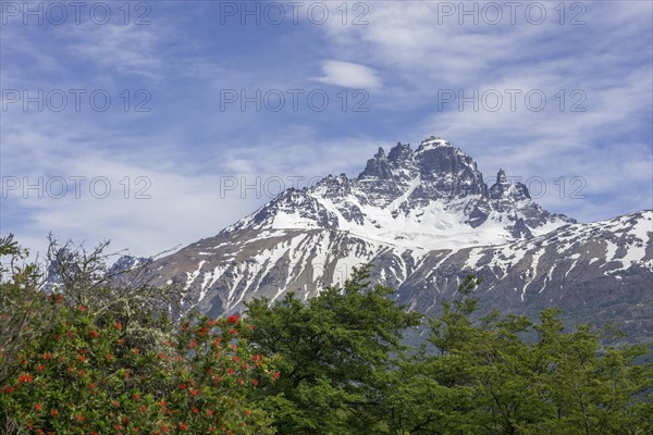 Cerro Castillo mountain range and Chilean fire bush