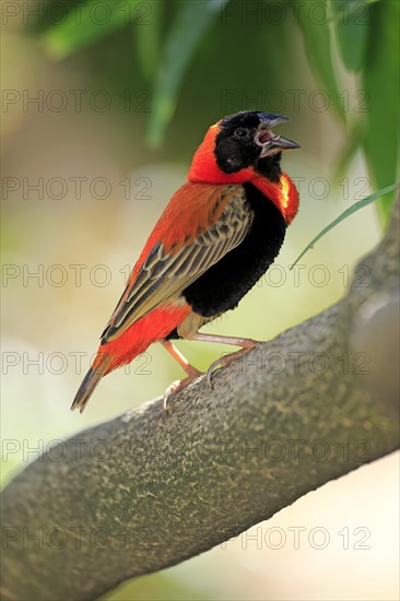 Southern Red Bishop (Euplectes orix)