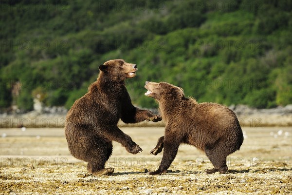 Two Brown Bears (Ursus arctos) play-fighting with each other