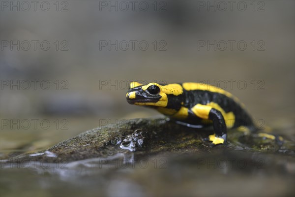 Barred Fire Salamander (Salamandra salamandra ssp. Terrestris) on a moss-covered stone in Stolberg