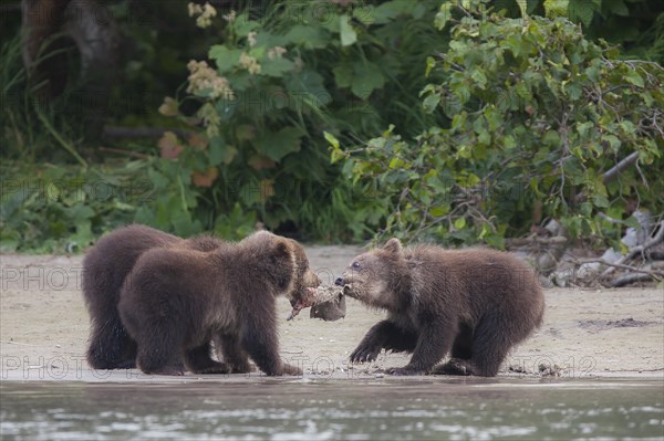 Brown bear (Ursus arctos)