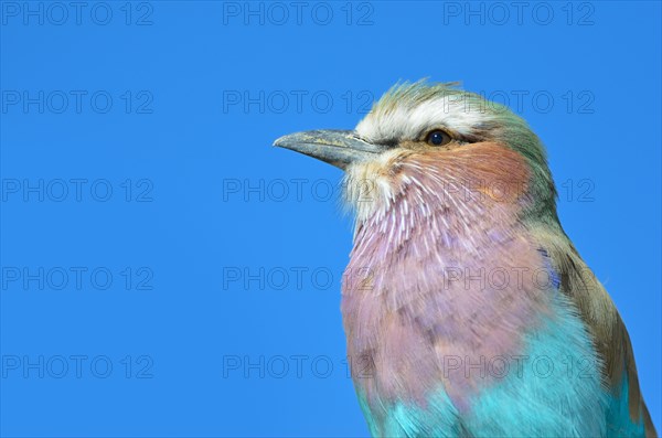 Lilac-breasted Roller (Coracias caudatus)