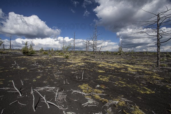 Dead forest