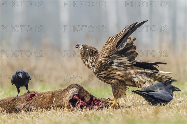 Young Eagle (Haliaeetus albicilla)