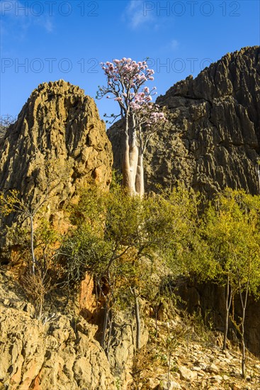 Bottle Tree (Adenium obesum) in bloom