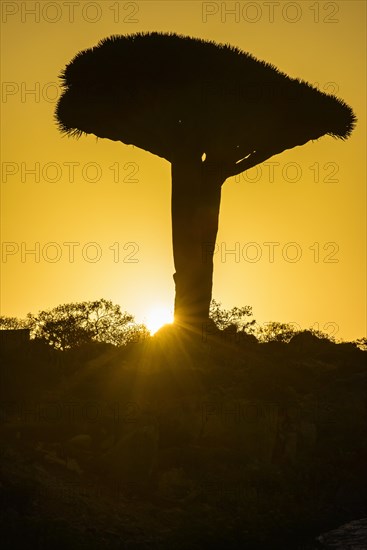 Socotra Dragon Tree or Dragon Blood Tree (Dracaena cinnabari)