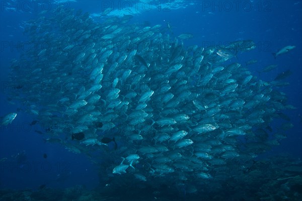 Bigeye Trevally (Caranx sexfasciatus)