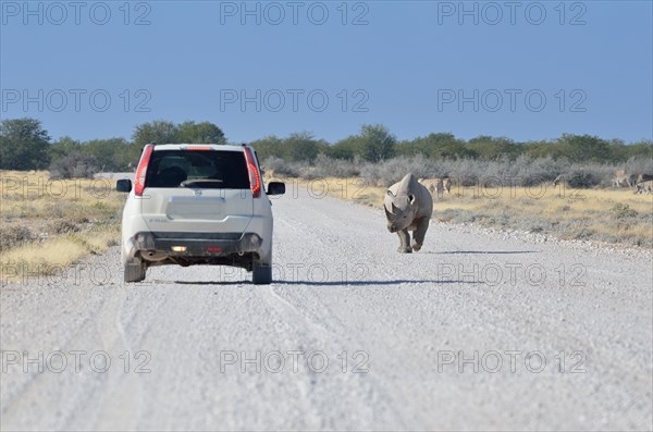 Black Rhinoceros (Diceros bicornis)