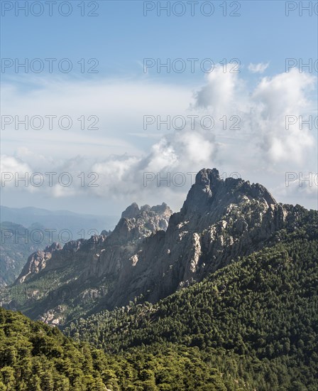 Rocky mountain peaks surrounded by pine forests