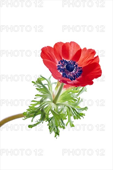 Poppy Anemone or Spanish Marigold (Anemone coronaria)