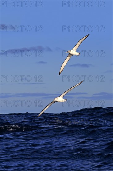 Shy albatross (Thalassarche cauta)