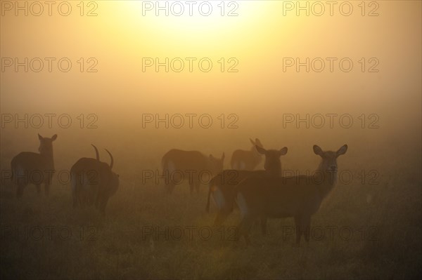 Waterbucks (Kobus ellipsiprymnus)