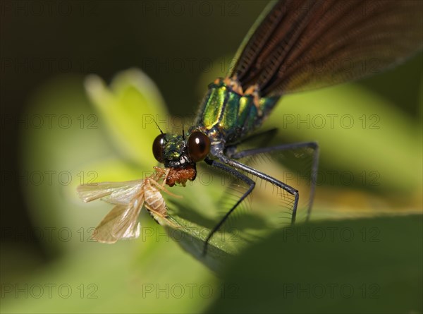 Beautiful Demoiselle (Calopteryx virgo)