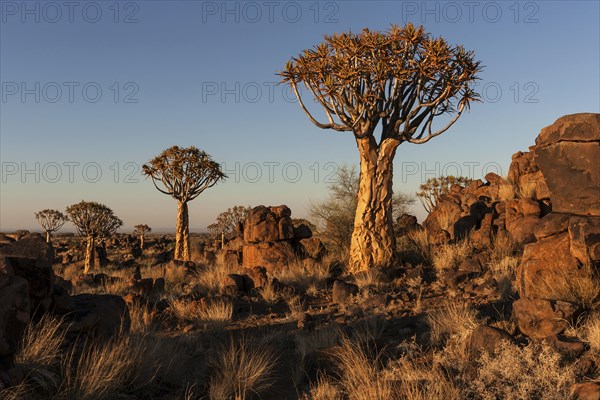 Quiver trees (Aloe dichotoma)