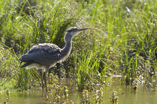 Grey heron (Ardea cinerea)