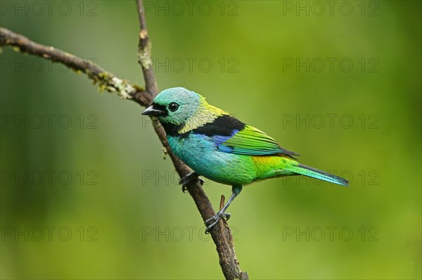 Three-coloured Tanager (Tangara seledon) sits on a branch