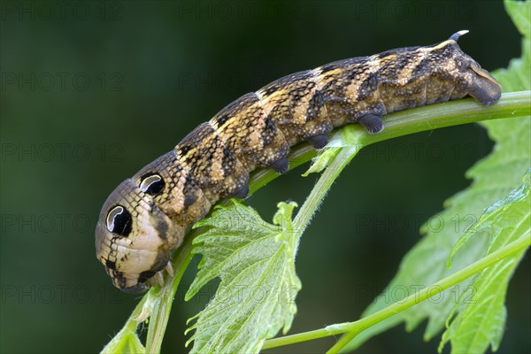 Elephant Hawk-moth (Pergesa elpenor