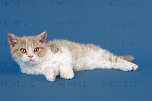 Selkirk Rex kitten