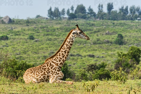 Giraffe (Giraffa camelopardalis) sitting down on grassland