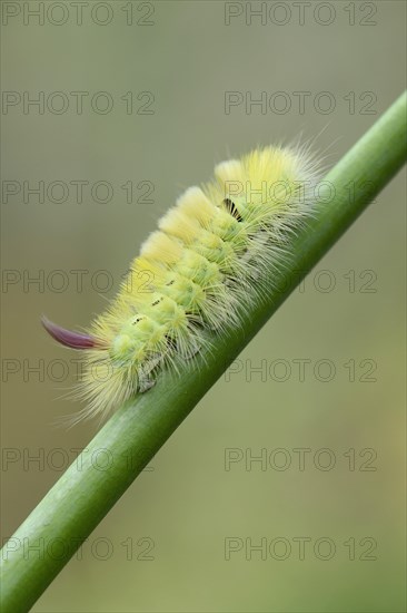 Pale Tussock (Calliteara pudibunda)