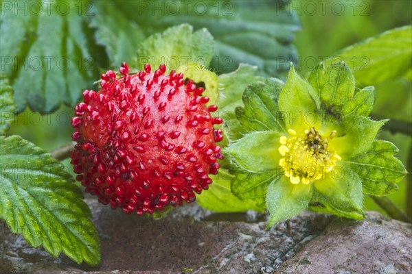 Mock strawberry (Potentilla indica)