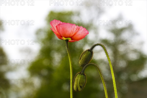 Poppy (Papaveraceae)